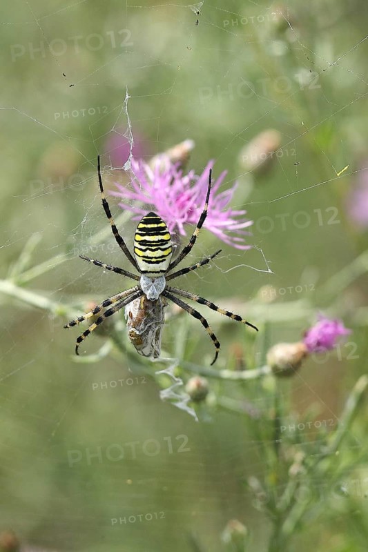 Wasp spider
