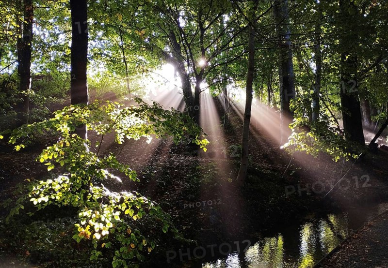 Wonderful incidence of light