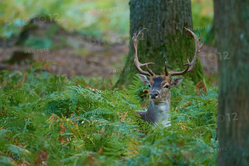 Fallow deer