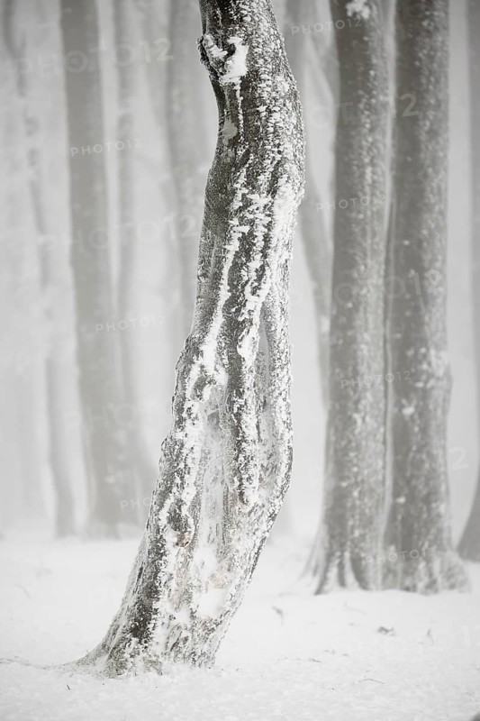 Winter beech forest with hoarfrost on the trees and fog on Mount Kandel