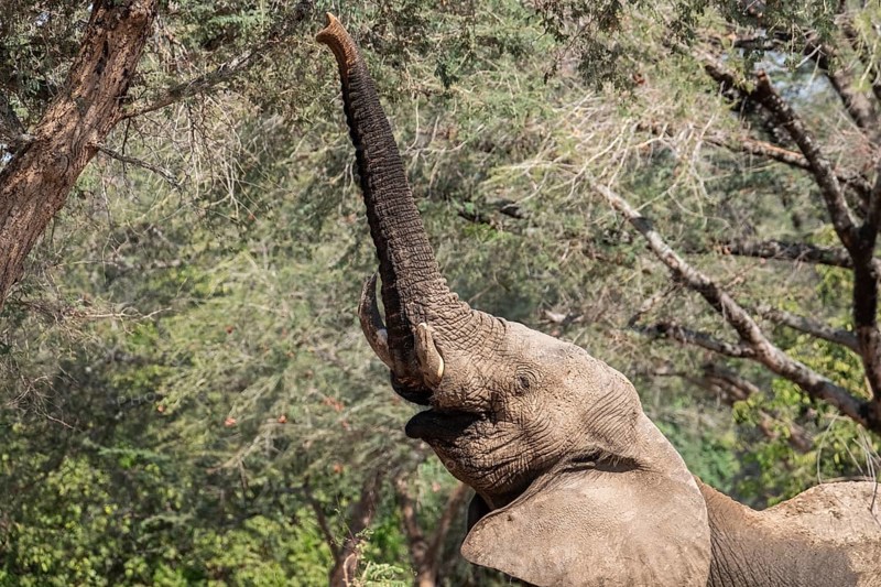 Elephant