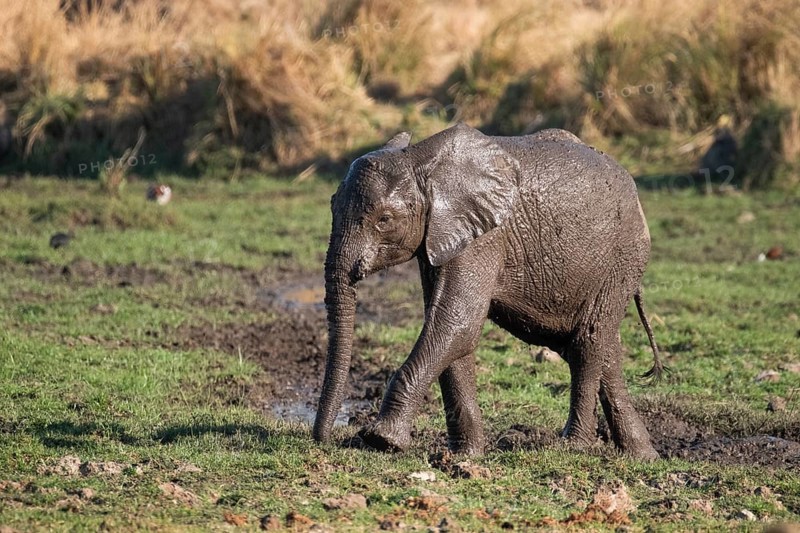 Baby elephant
