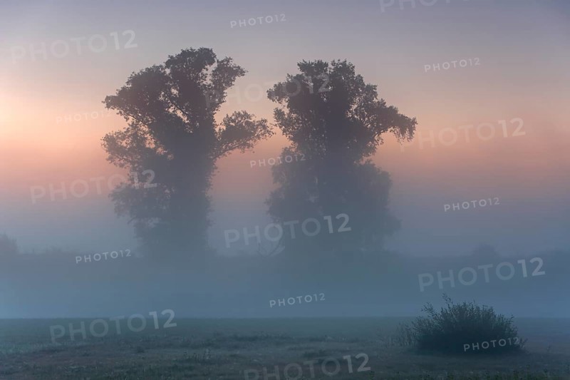 Autumnal foggy atmosphere in the morning in front of sunrise at an oxbow lake in the floodplain forest