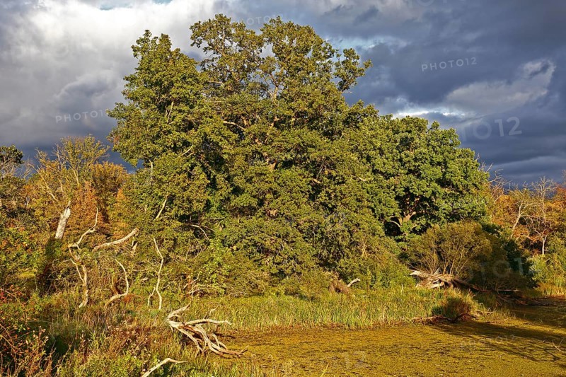 Autumn atmosphere at an oxbow lake in the floodplain forest