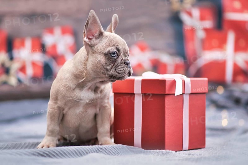 Beautiful lilac French Bulldog dog puppy sitting next to red Christmas gift box with ribbon surrounded by seasonal decoration