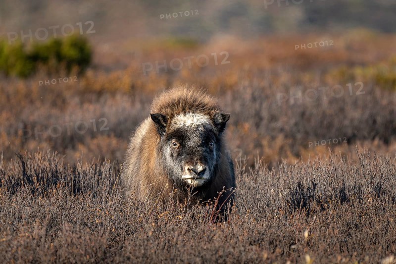 Musk oxen