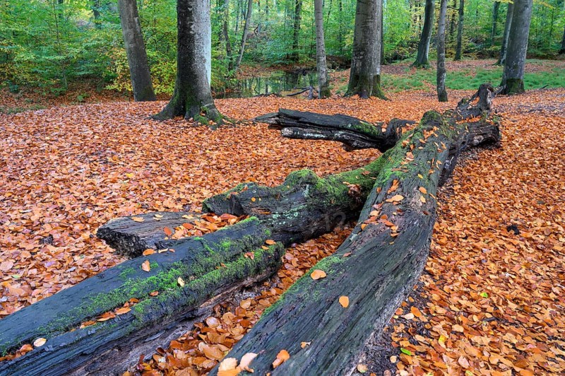 Beech forest in autumn