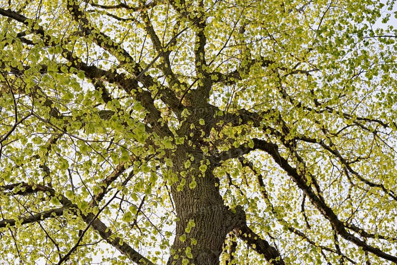 Linden tree