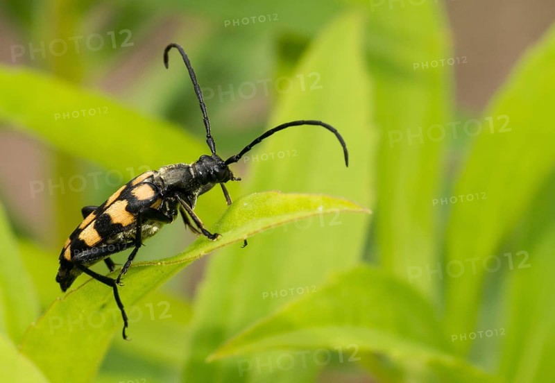 Longhorn beetle