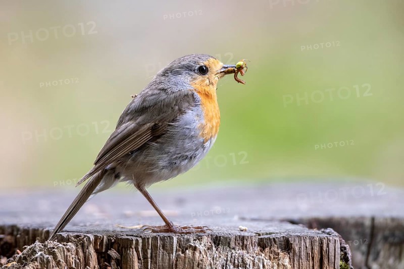 Robin with feed in its beak
