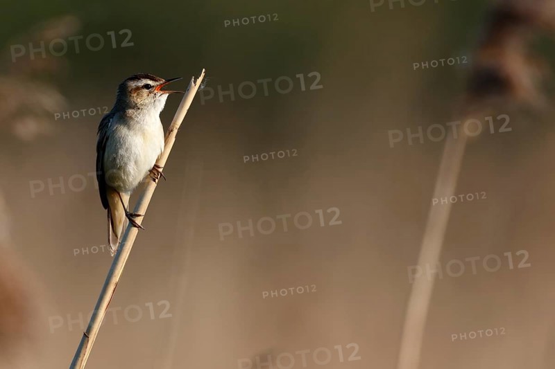 Sedge warbler