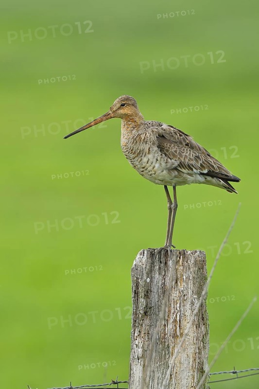 Black-tailed Godwit