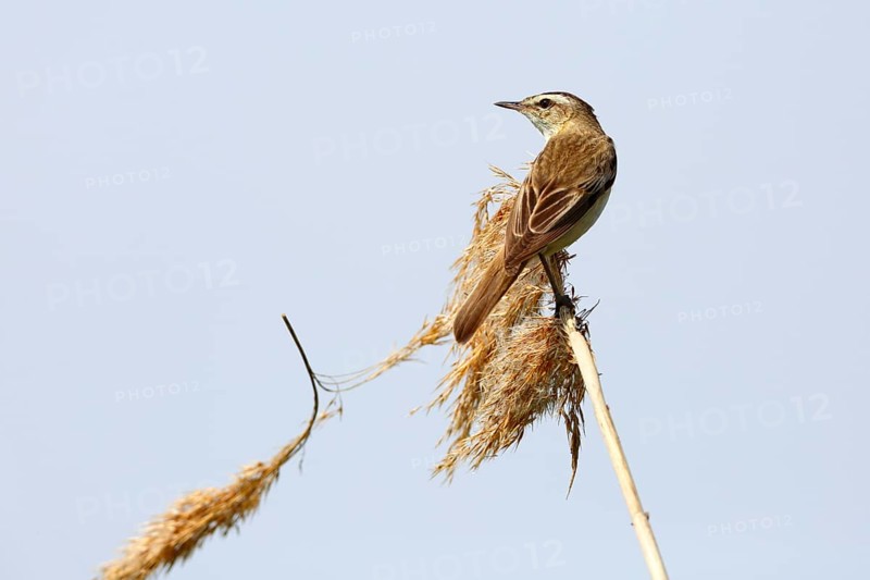 Sedge warbler