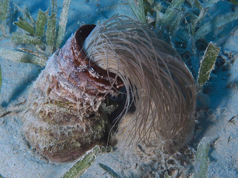 Tube-dwelling anemone