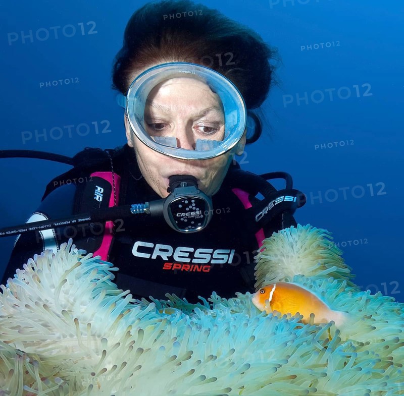 Diver observes symbiotic behaviour at close range Symbiosis of pink skunk clownfish