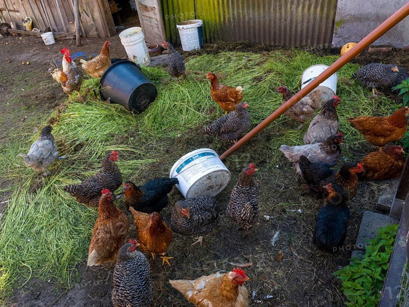 Free-range chickens and green grass in small farm