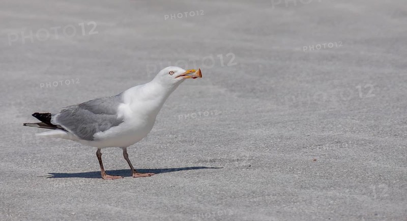 European herring gull