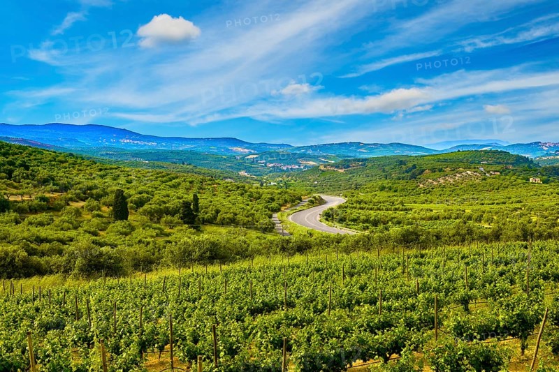 Beautiful landscape with vineyards and distant mountains