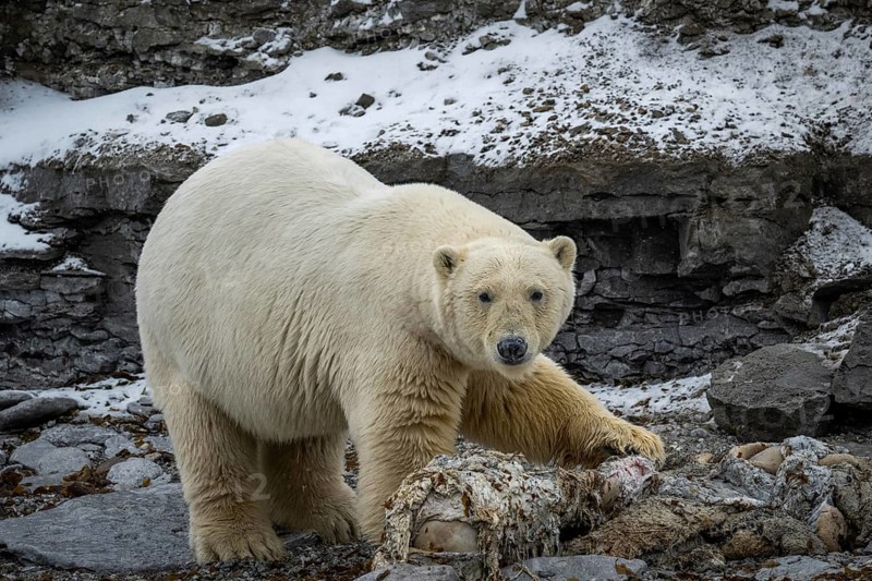 Scavenging polar bear