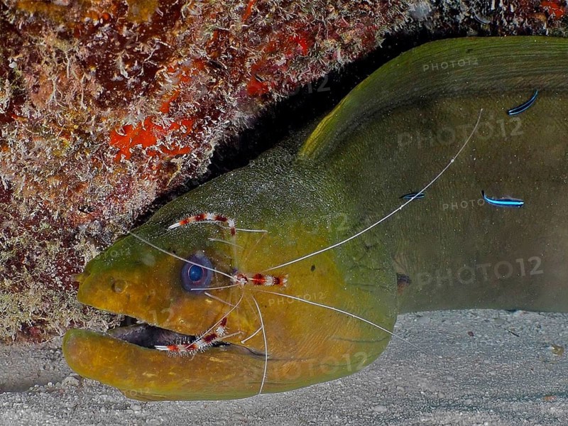 Green moray