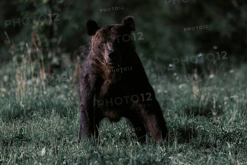 Brown bear