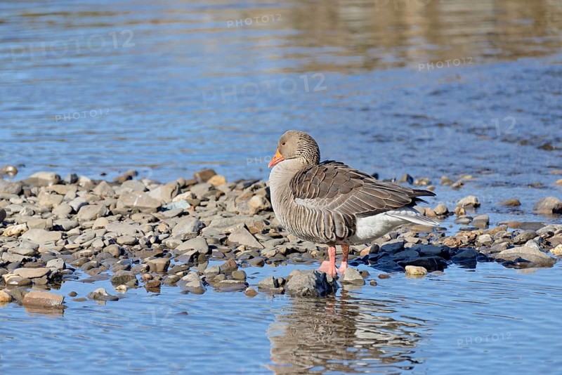 Greylag goose