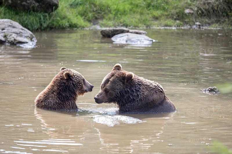 Brown bear in the animal enclosure