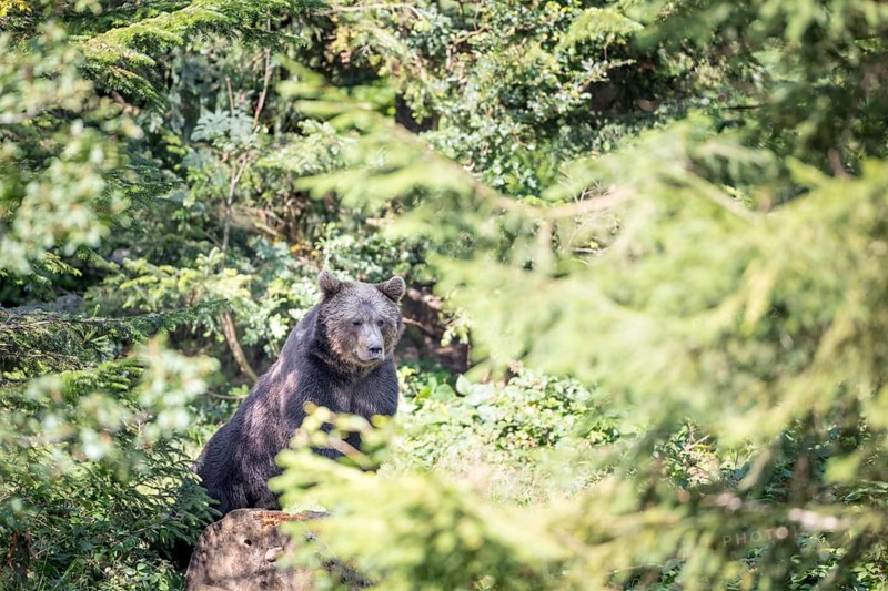 Brown bear in the animal enclosure