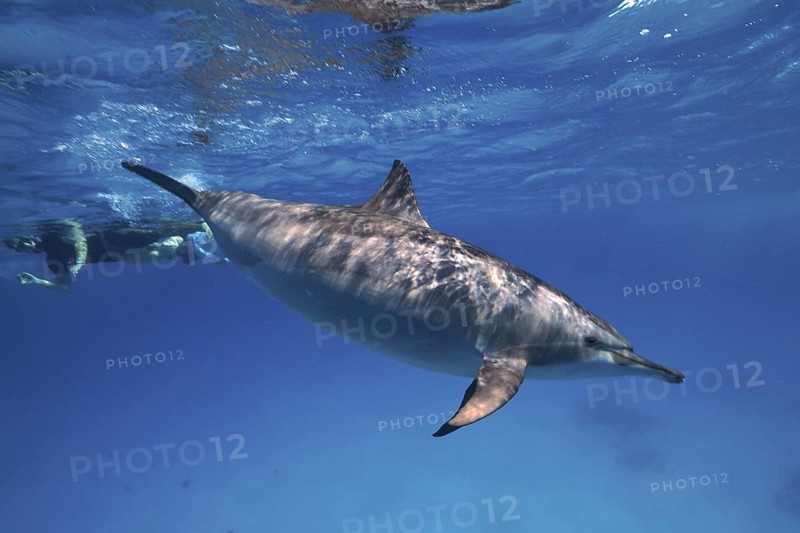 Spinner dolphin