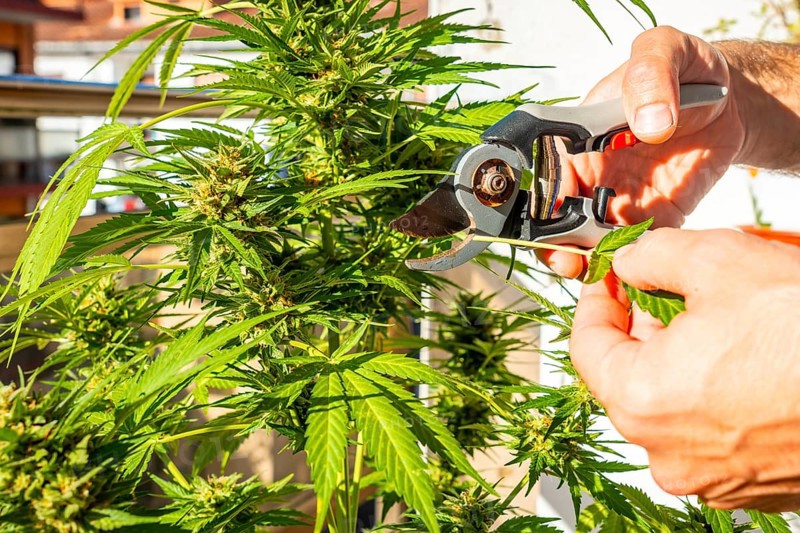 Man cutting marijuana buds at a marijuana farm with scissors. medicinal cannabis