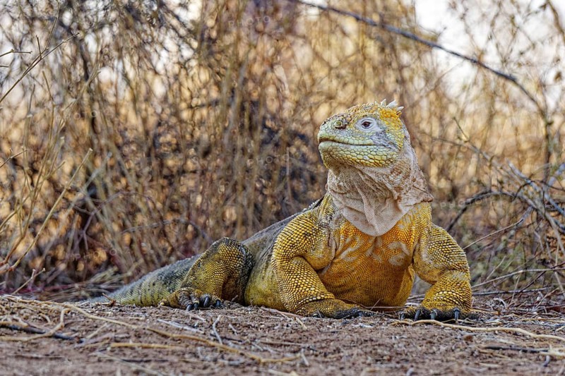 Druze-headed land iguana