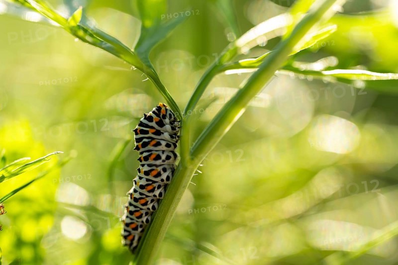 Swallowtail