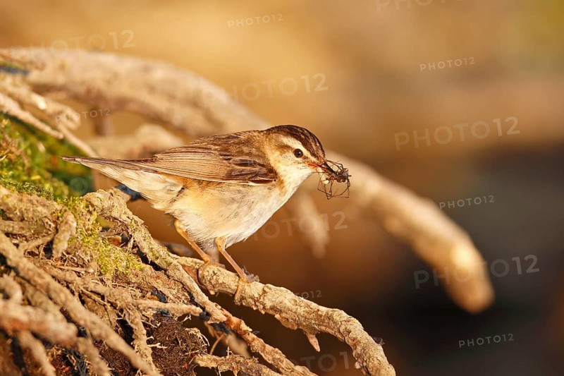 Reed Warbler