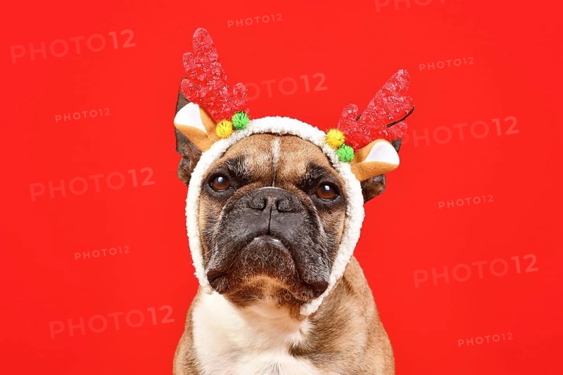 Fawn French Bulldog dog wearing red Christmas reindeer antler headband in front of red background