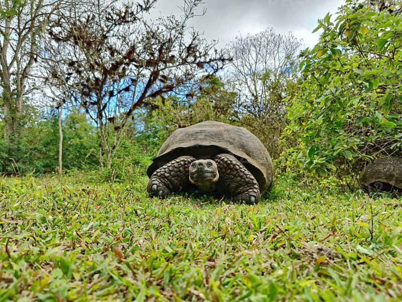 Galapagos giant tortoises