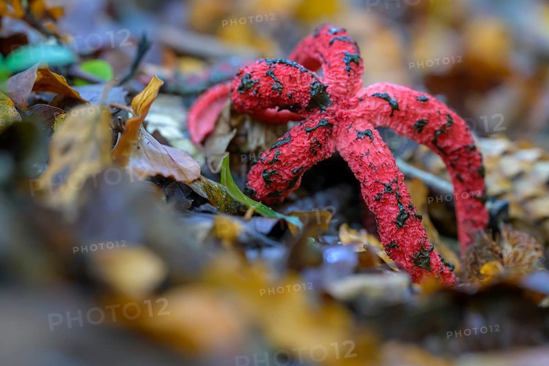 Octopus stinkhorn