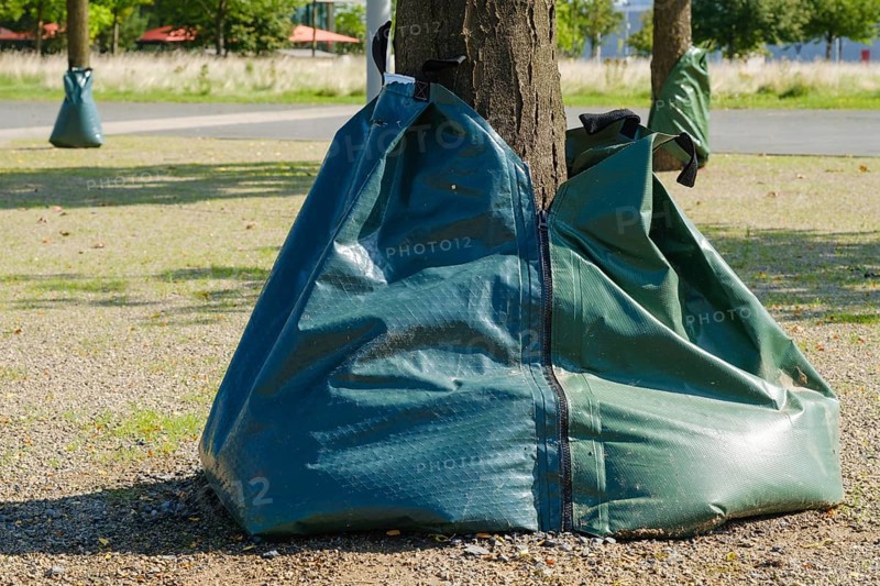 Irrigation bags on the tree