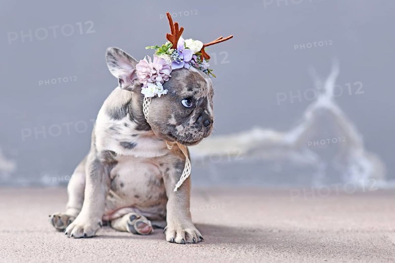 Small merle colored French Bulldog dog puppy with mottled patches wearing cute floral reindeer antler headband sitting in front of gray