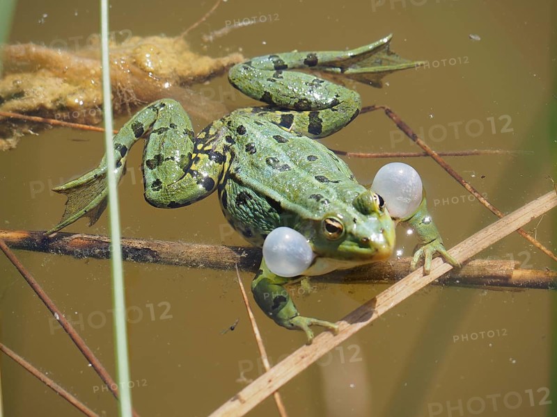 Pool frog