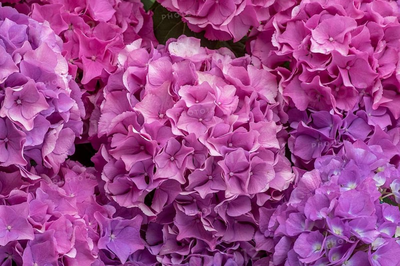 Pink hydrangea