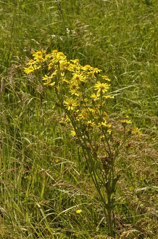 Jacobea Vulgaris Or Senecio Jacob