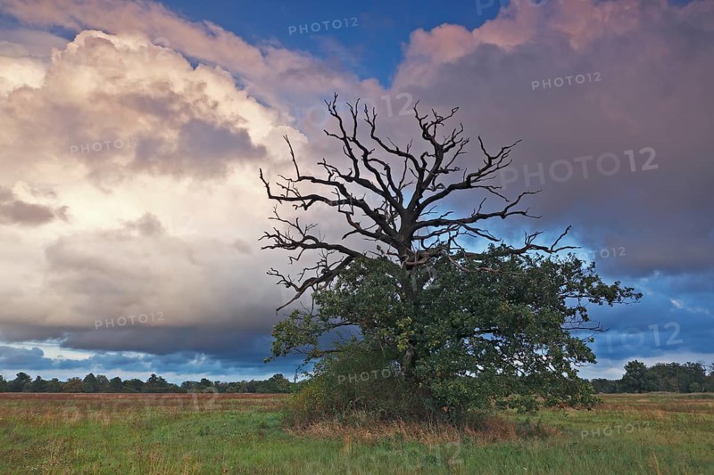Dying oak on the Elbe meadows in autumn