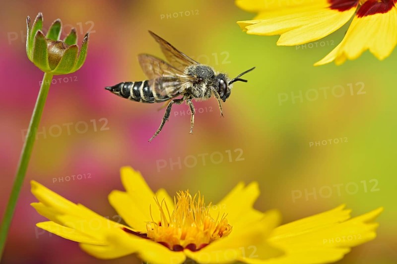 Unarmoured leaf-cutting cuckoo bee