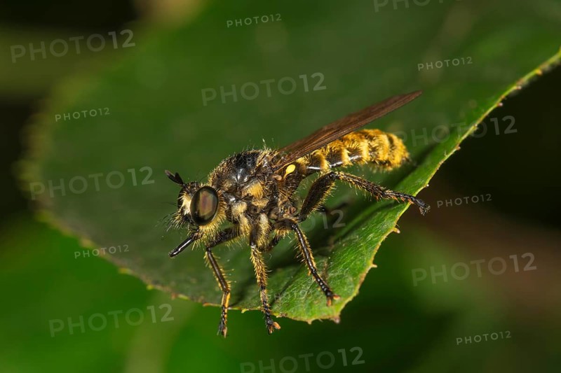 Fringe murder fly