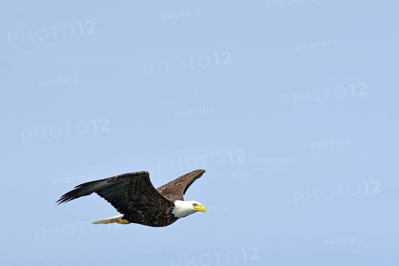 Bald eagle in flight