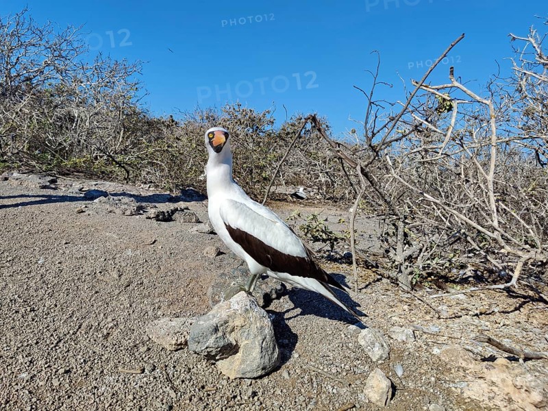 Nazca Booby