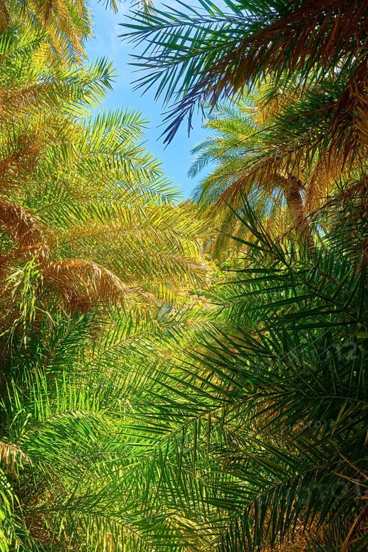 Upshot of Preveli palm forest