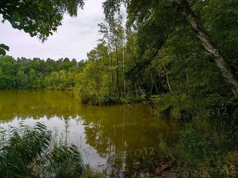Small Lake and Wilderness