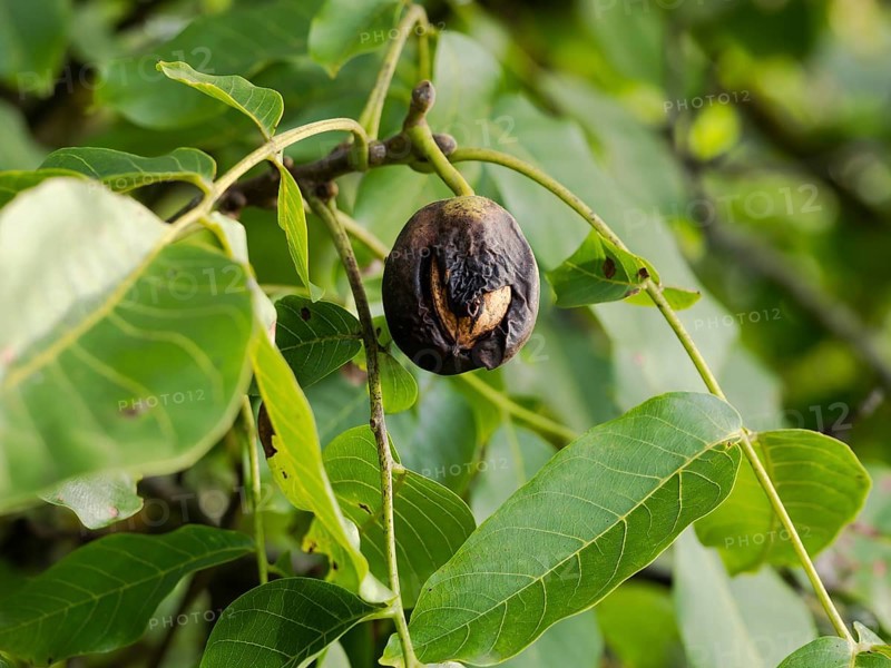 Black walnut