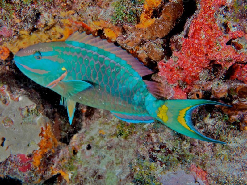 Stoplight parrotfish